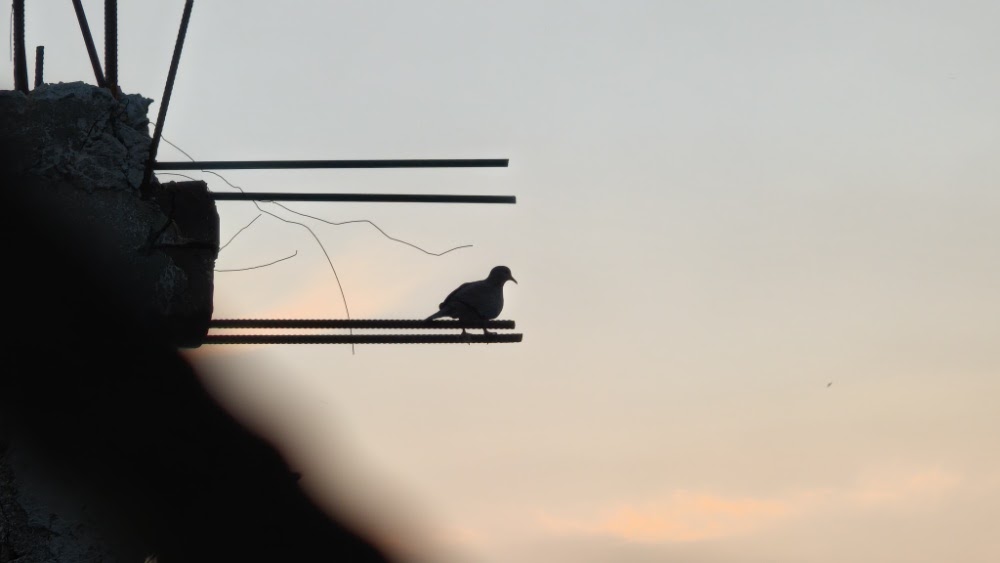 A static silhouette of a dove perched on rebar against a twilight sky